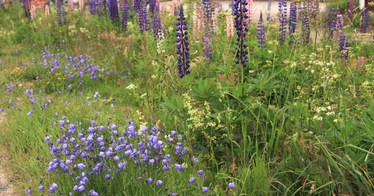 A Secret To Keeping Invasive Plants From Spreading All Over Your Garden