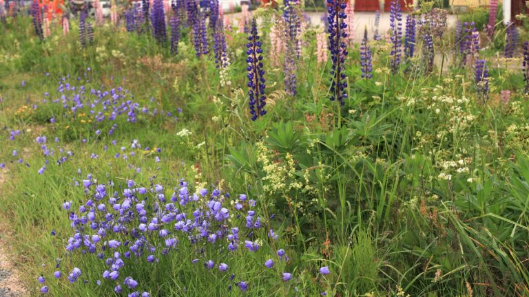 photo of plants in garden