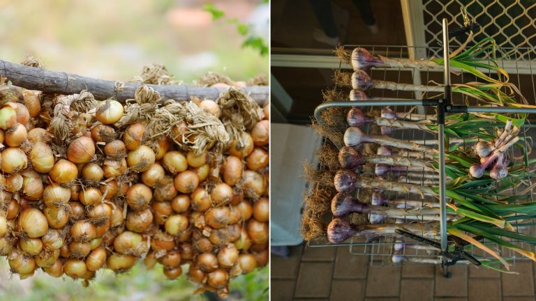 homegrown onions and garlic