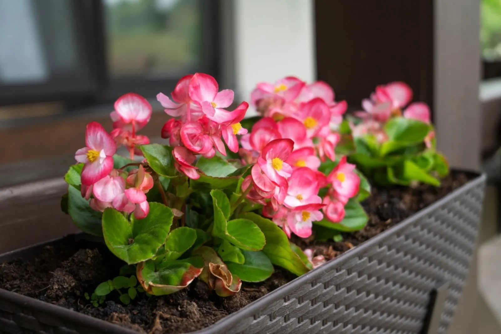 A beautiful flower begonia of fuchsia color growing in the pot at the terrace