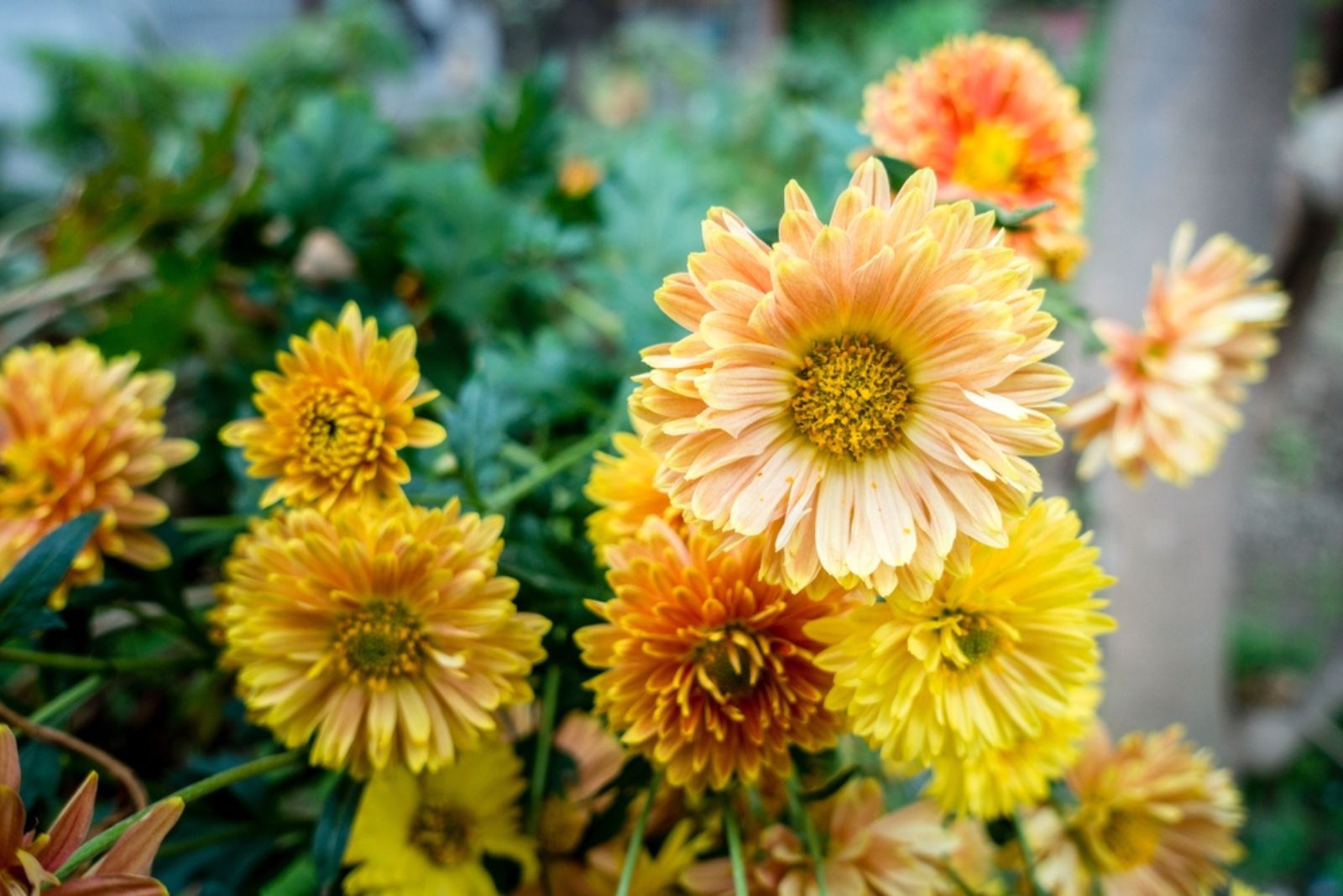 A closeup shot of Chrysanthemums flowers and leaves