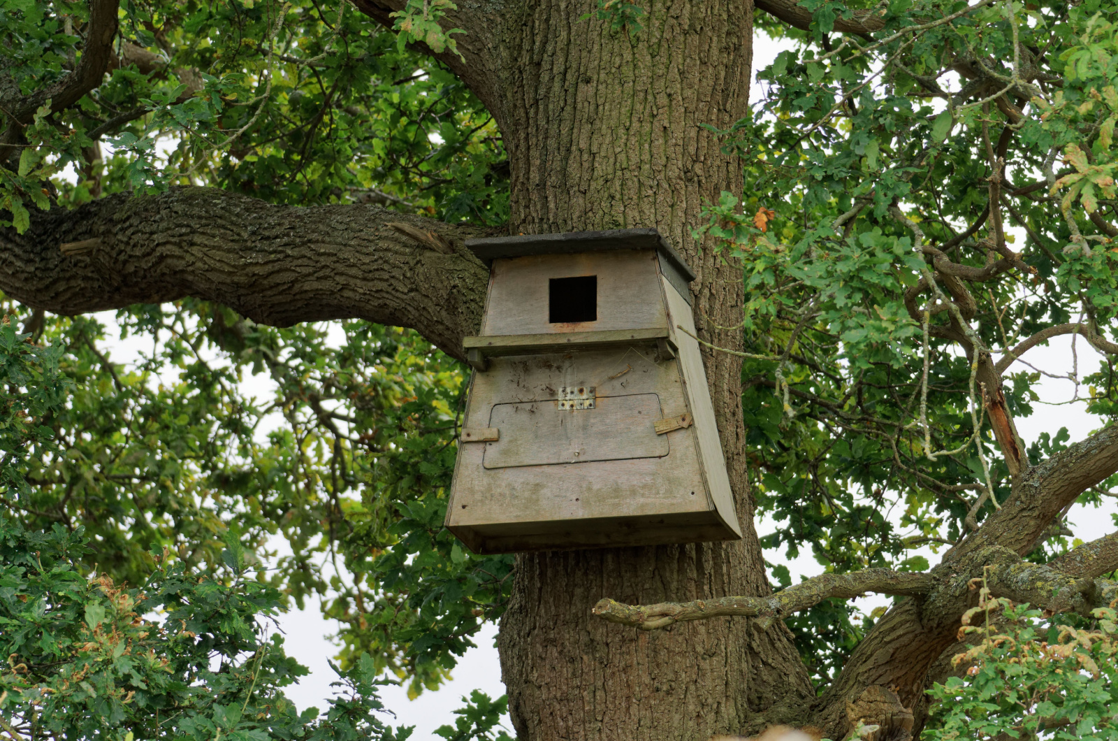 A large wooden nest box positioned on an oak tree