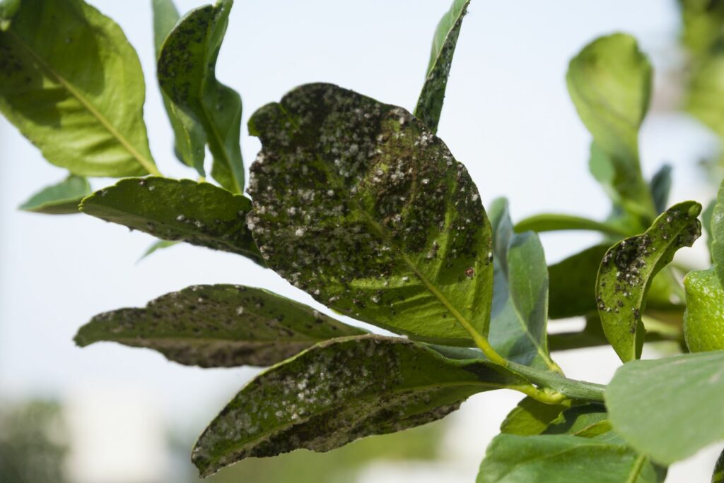 A white aphid on a lemon tree