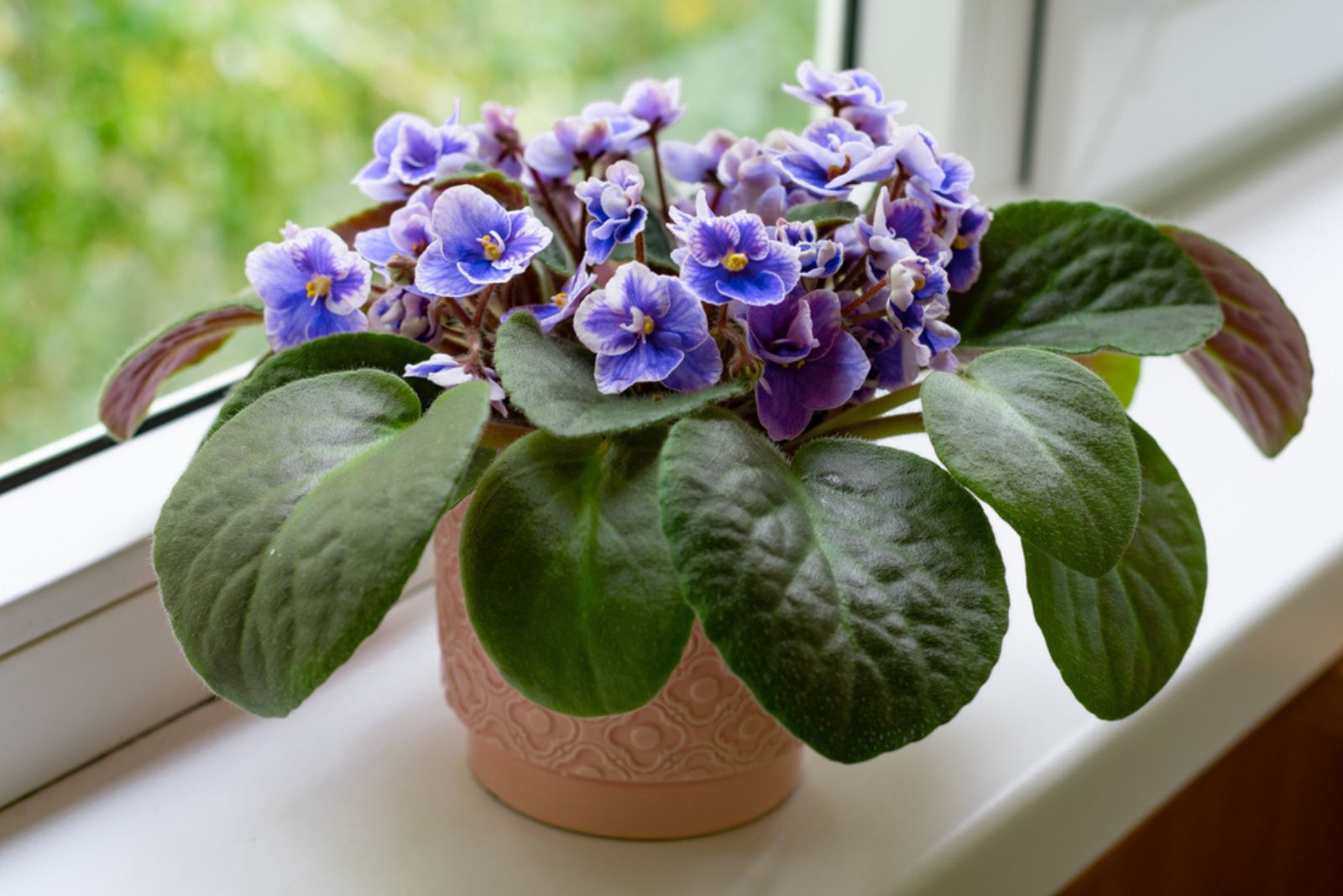 African Violet in a brown pot by the window