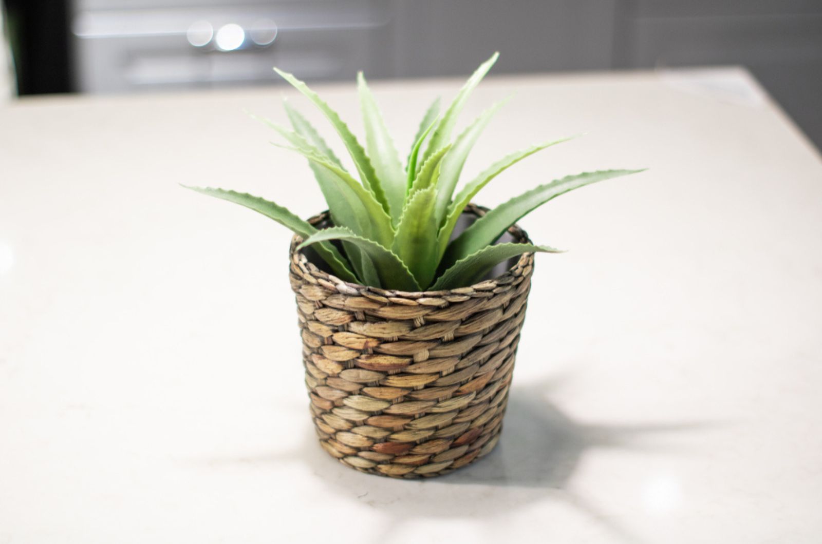Aloe Vera Plant in a Beautiful Brown Pot