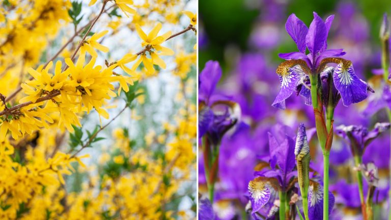 iris and forsythia