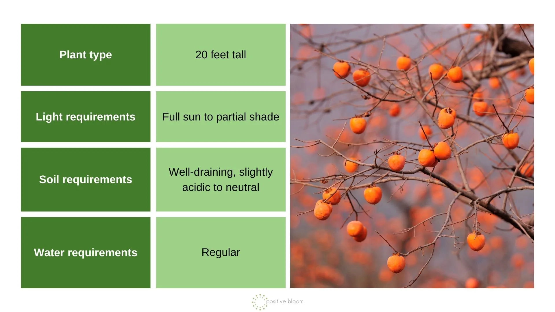 American Persimmon
