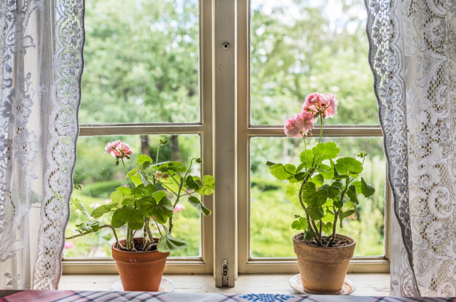 An old window with potted pink geranium flowers