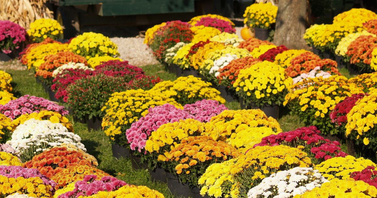 Are Mums Perennials + How To Grow Them