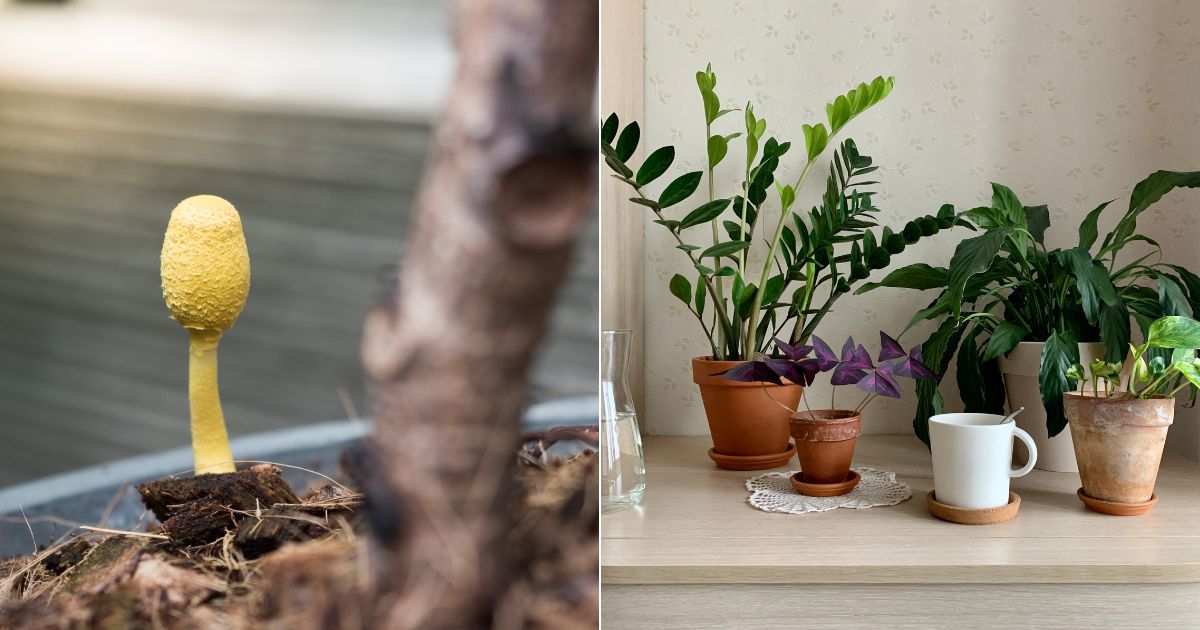 Are Yellow Mushrooms Growing In My Houseplant Dangerous?