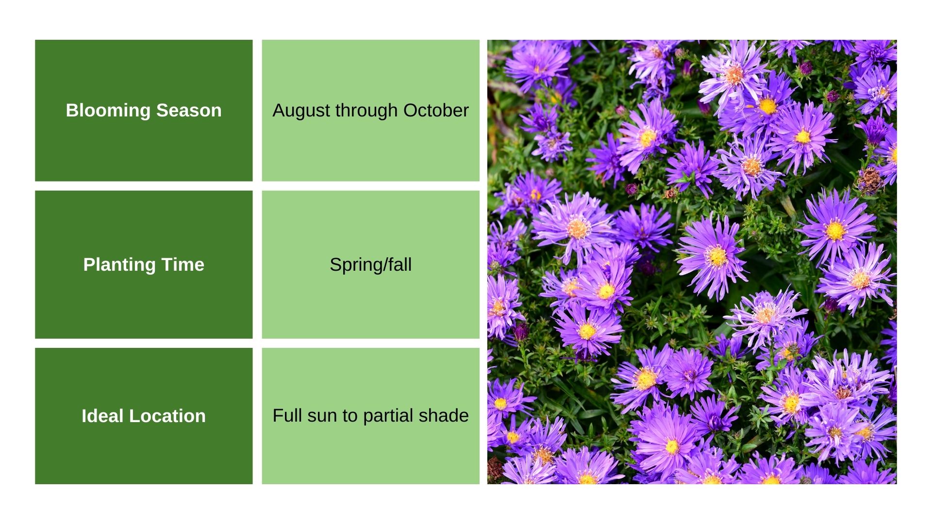 Asters info chart and plant photo