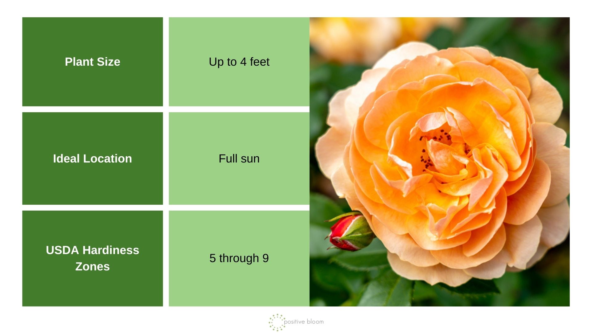 At Last rose info chart and photo