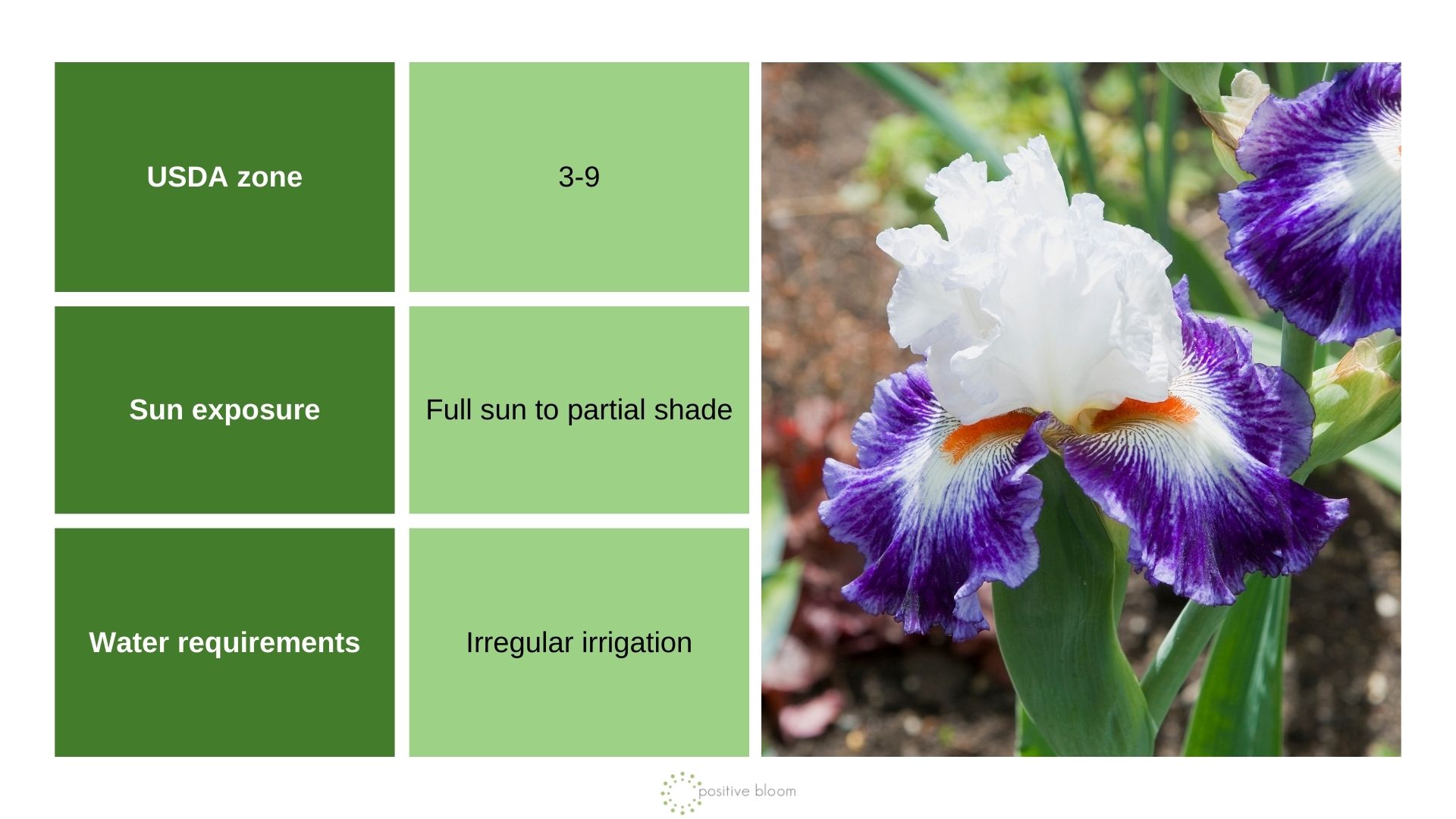 Bearded Iris info chart and photo