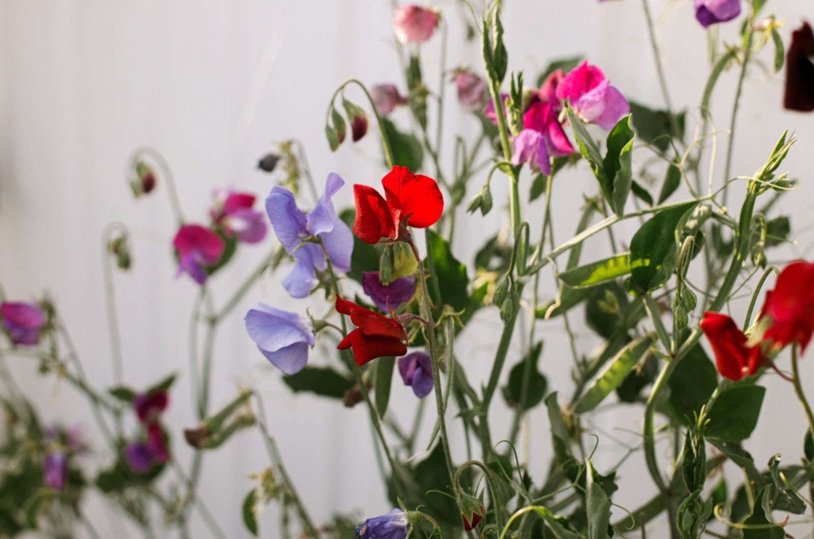 Beautiful sweet pea blooming in cottage garden