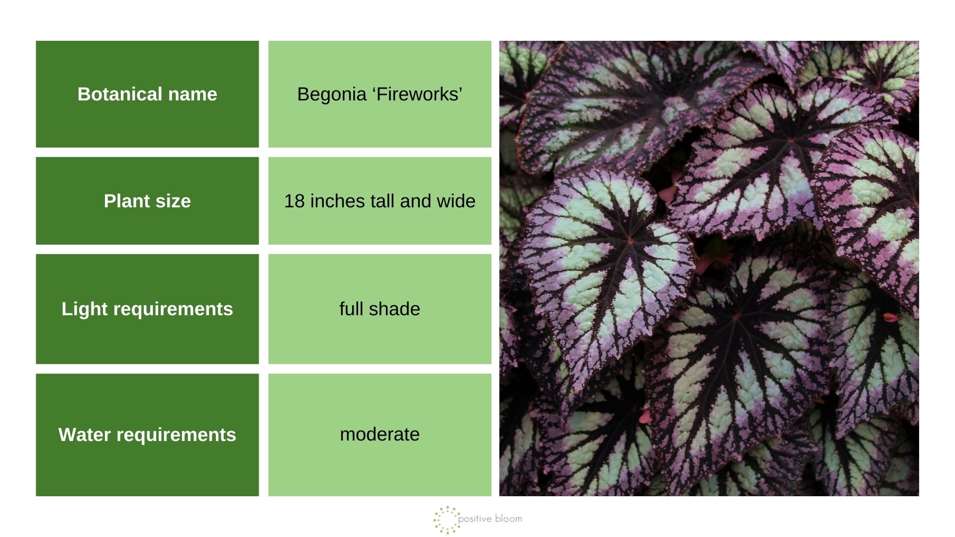 Begonia ‘Fireworks’