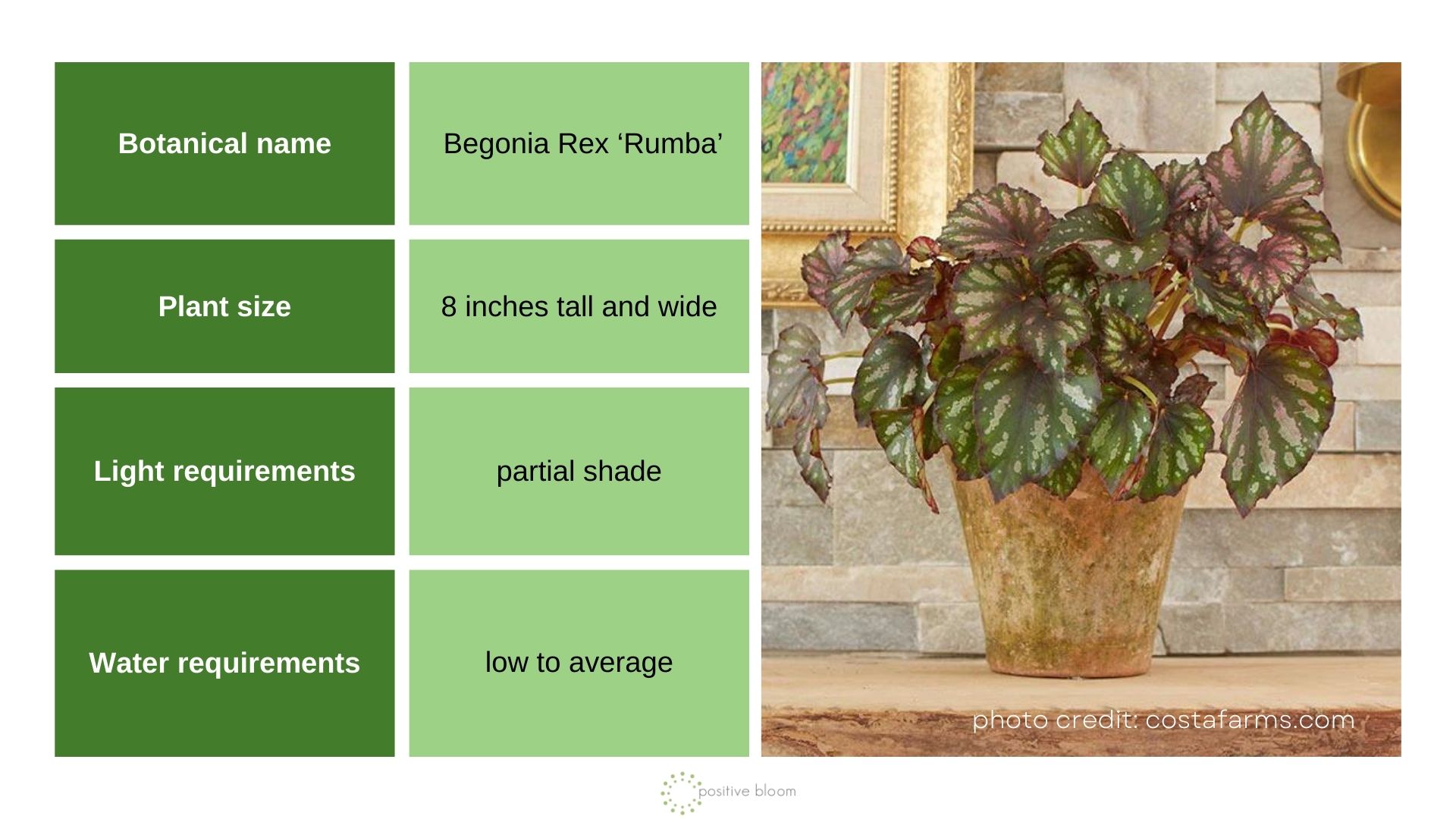 _Begonia Rex ‘Rumba’