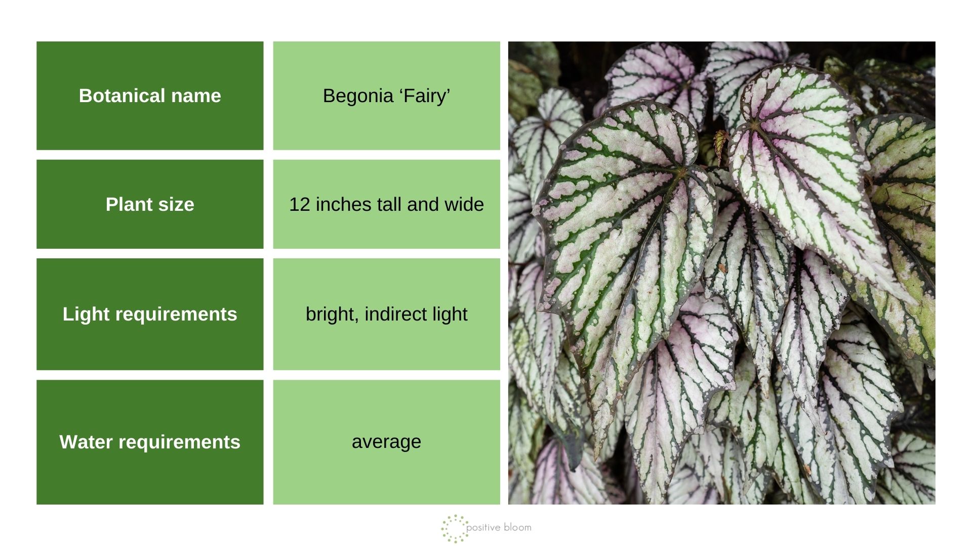 Begonia ‘Fairy’