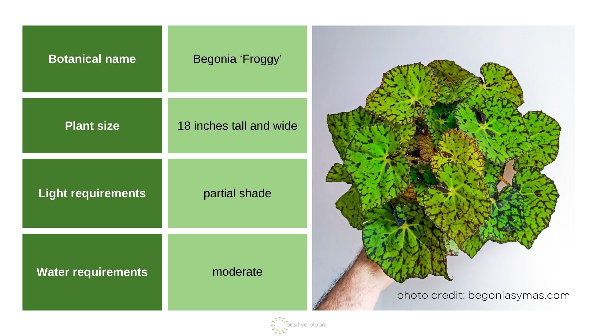 Begonia ‘Froggy’