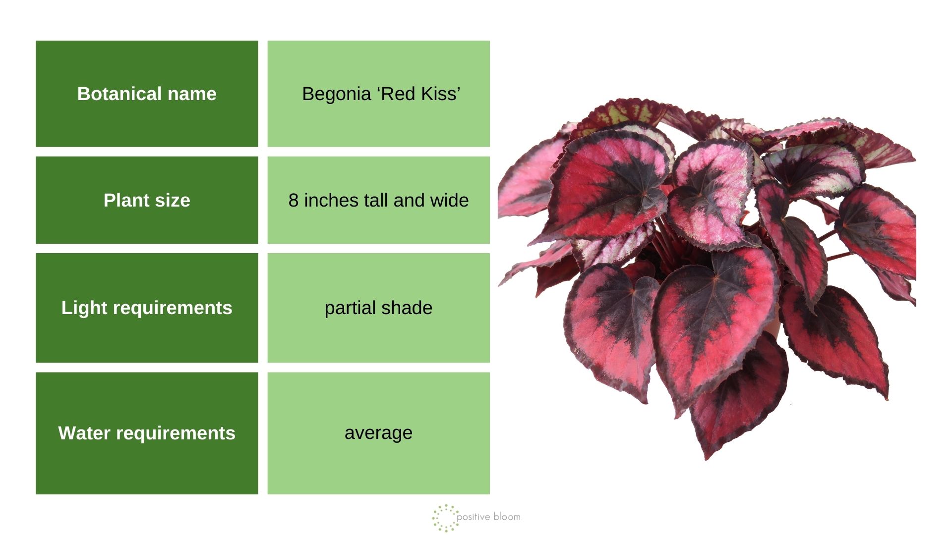 Begonia ‘Red Kiss’