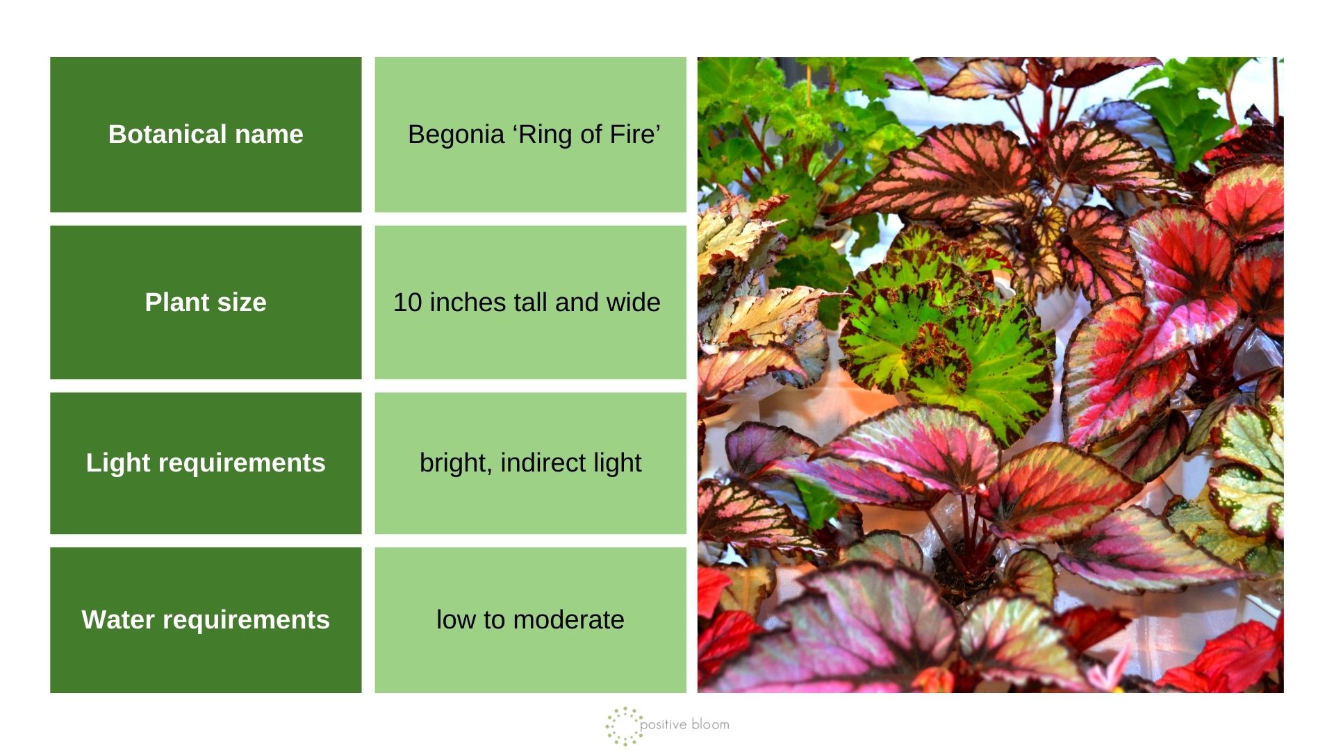 Begonia ‘Ring of Fire’