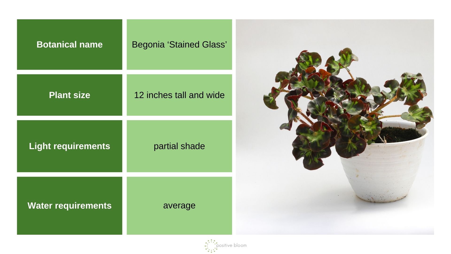 Begonia ‘Stained Glass’