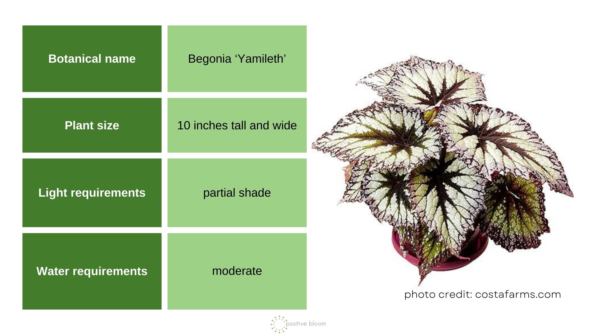 Begonia ‘Yamileth’