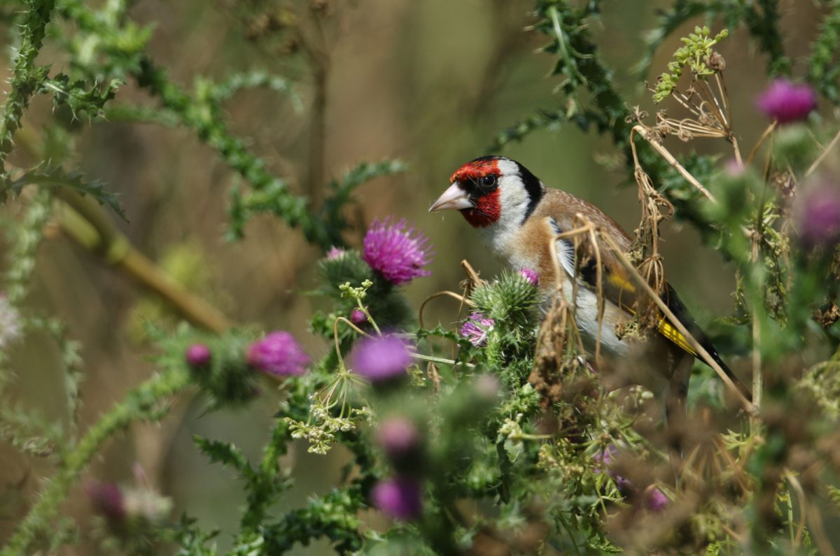 7 Tips To Help You Collect Wildflower Seeds