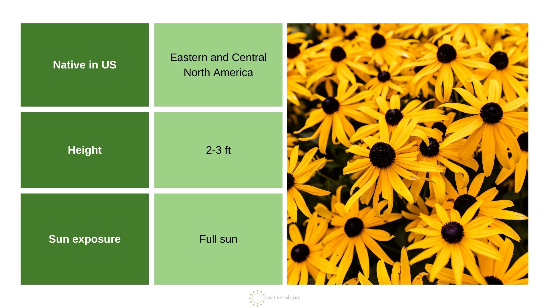 _Black-Eyed Susan info chart and photo