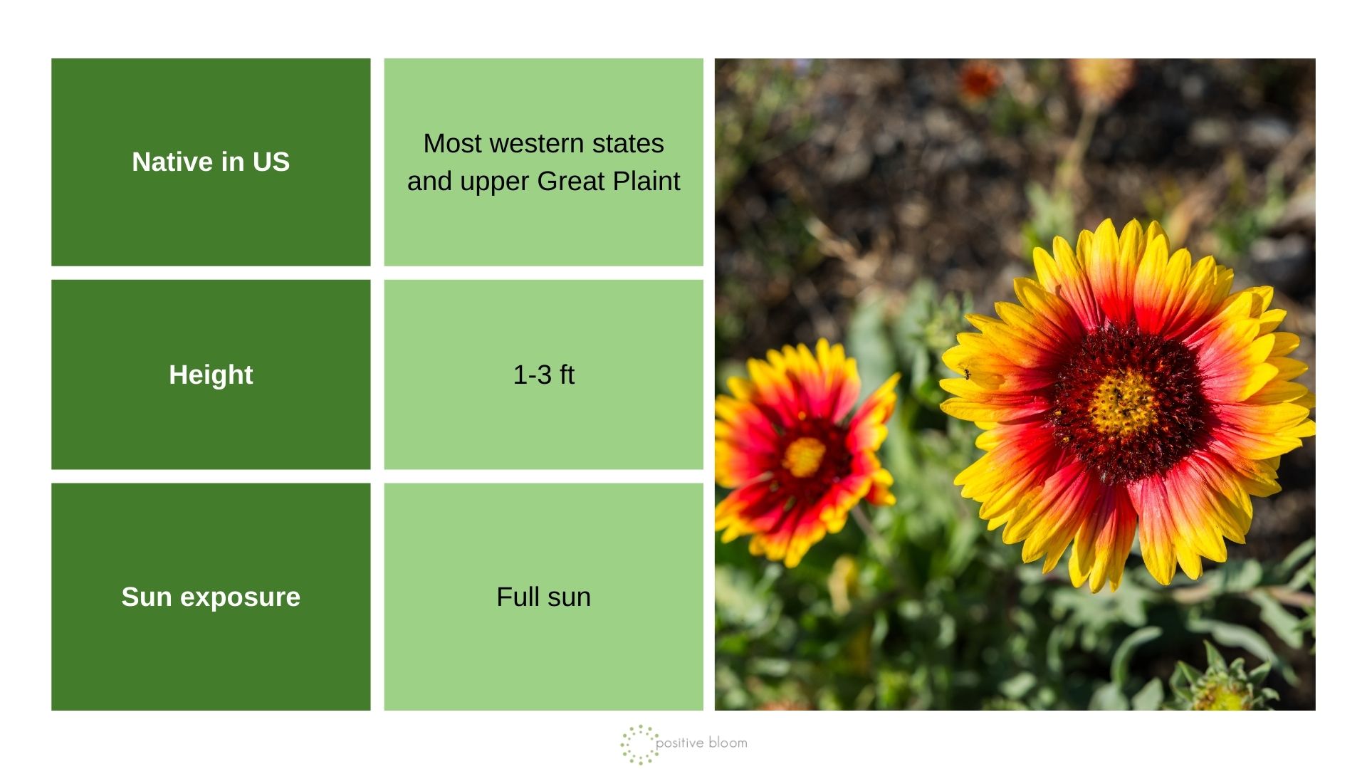 _Blanket Flower info chart and photo