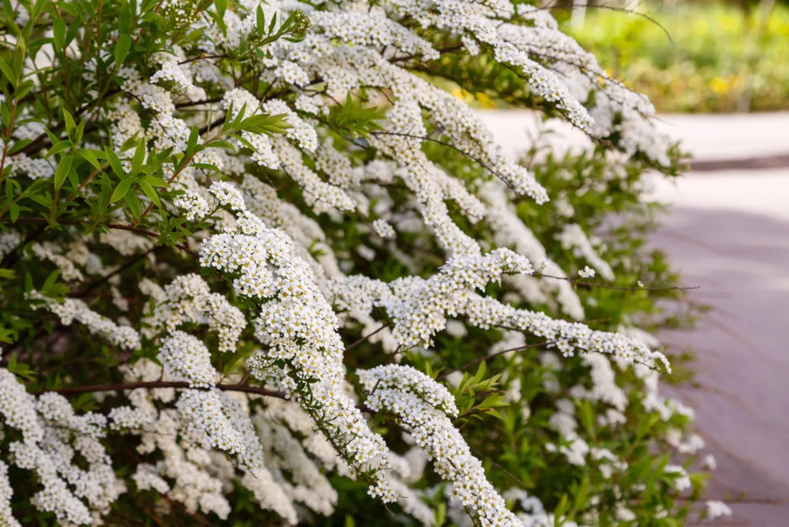 Blossom of Spirea nipponica Snowmound in springtime.