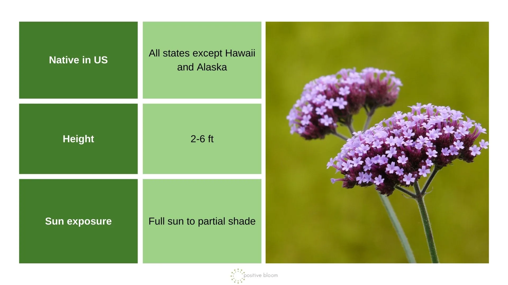 _Blue Vervain info chart and photo