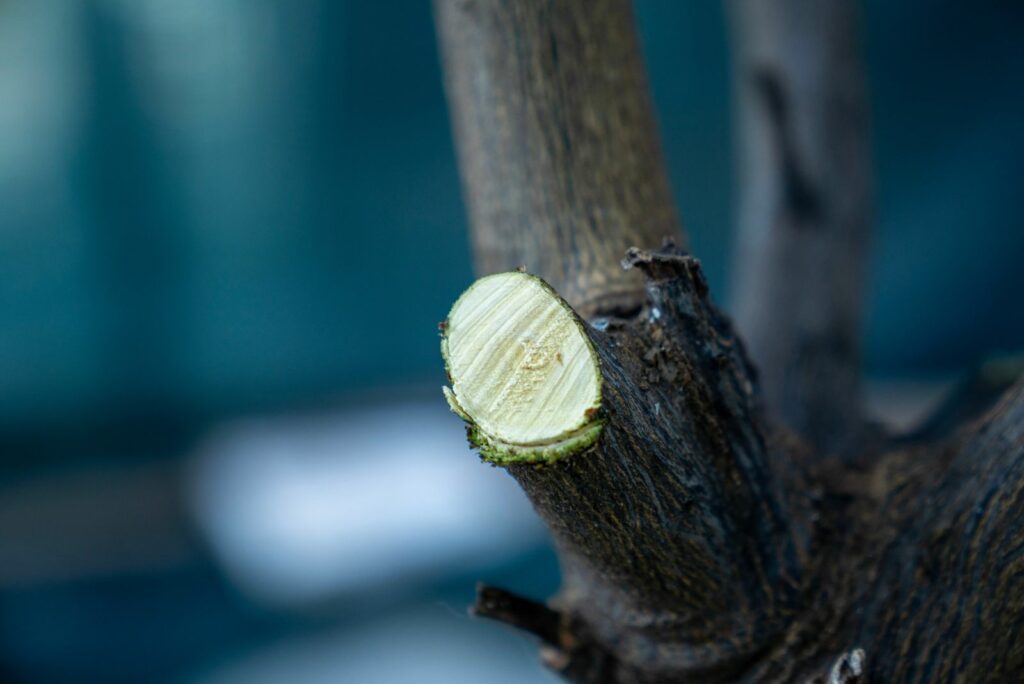 Branch cut lemon tree