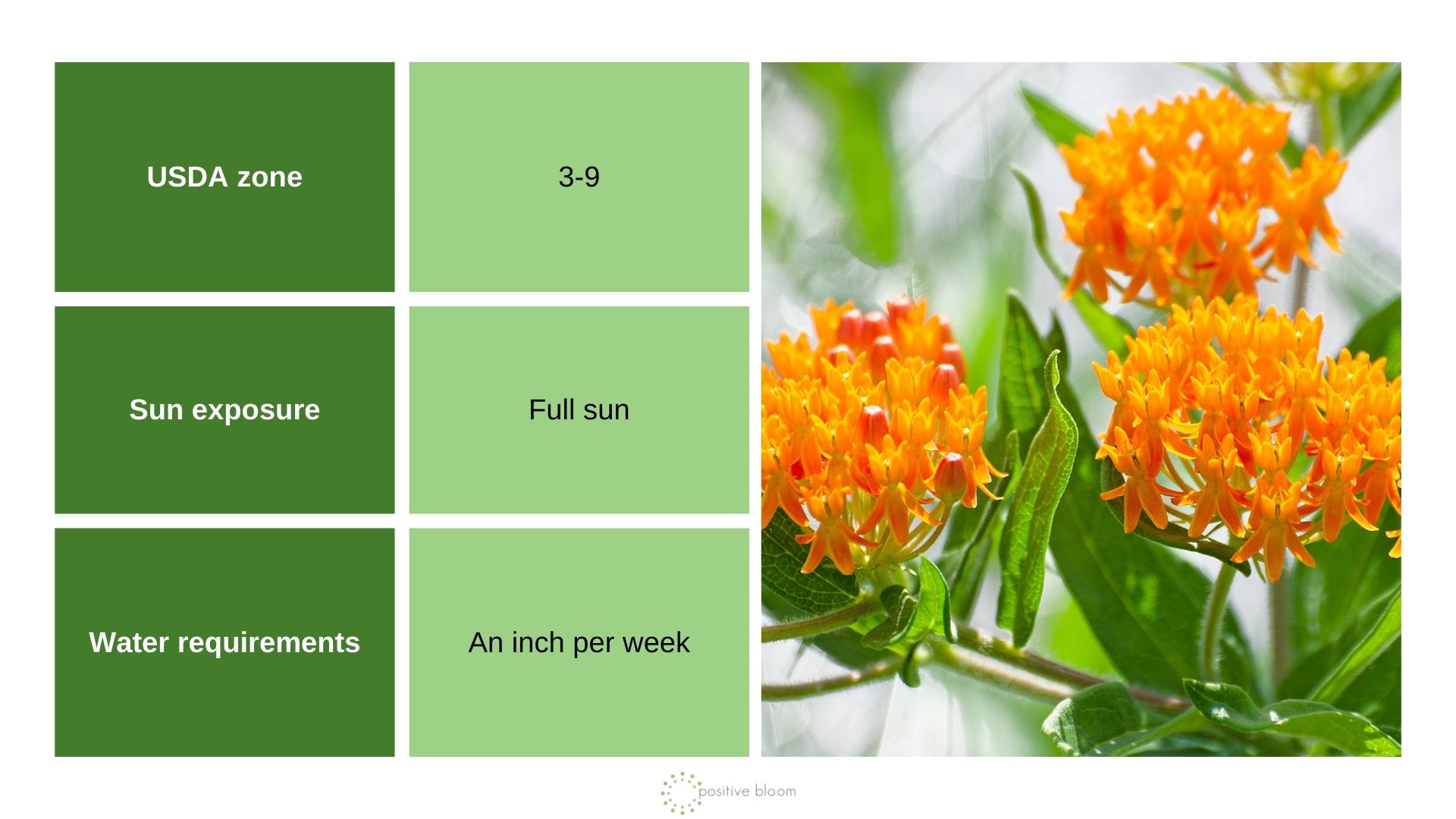 Butterfly Weed info chart and photo