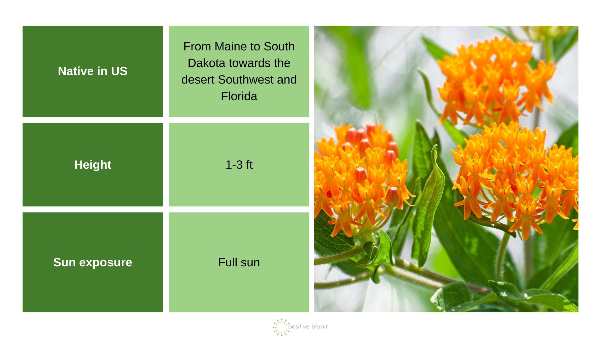 _Butterfly Weed info chart and photo