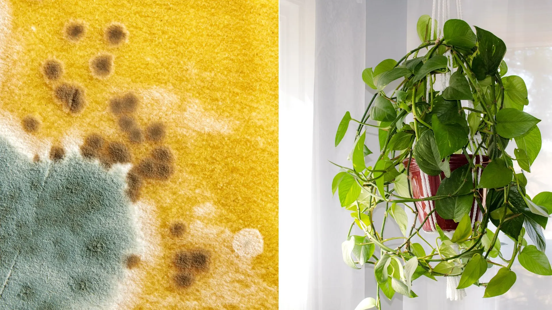 house plant and mold