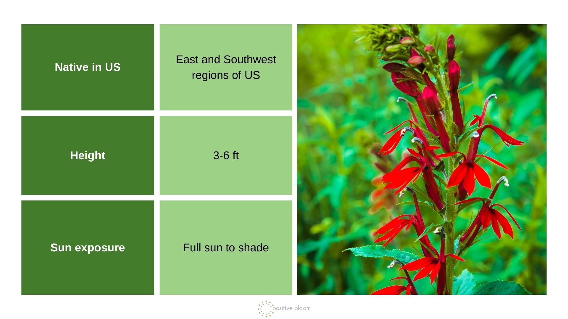 Cardinal Flower info chart and photo