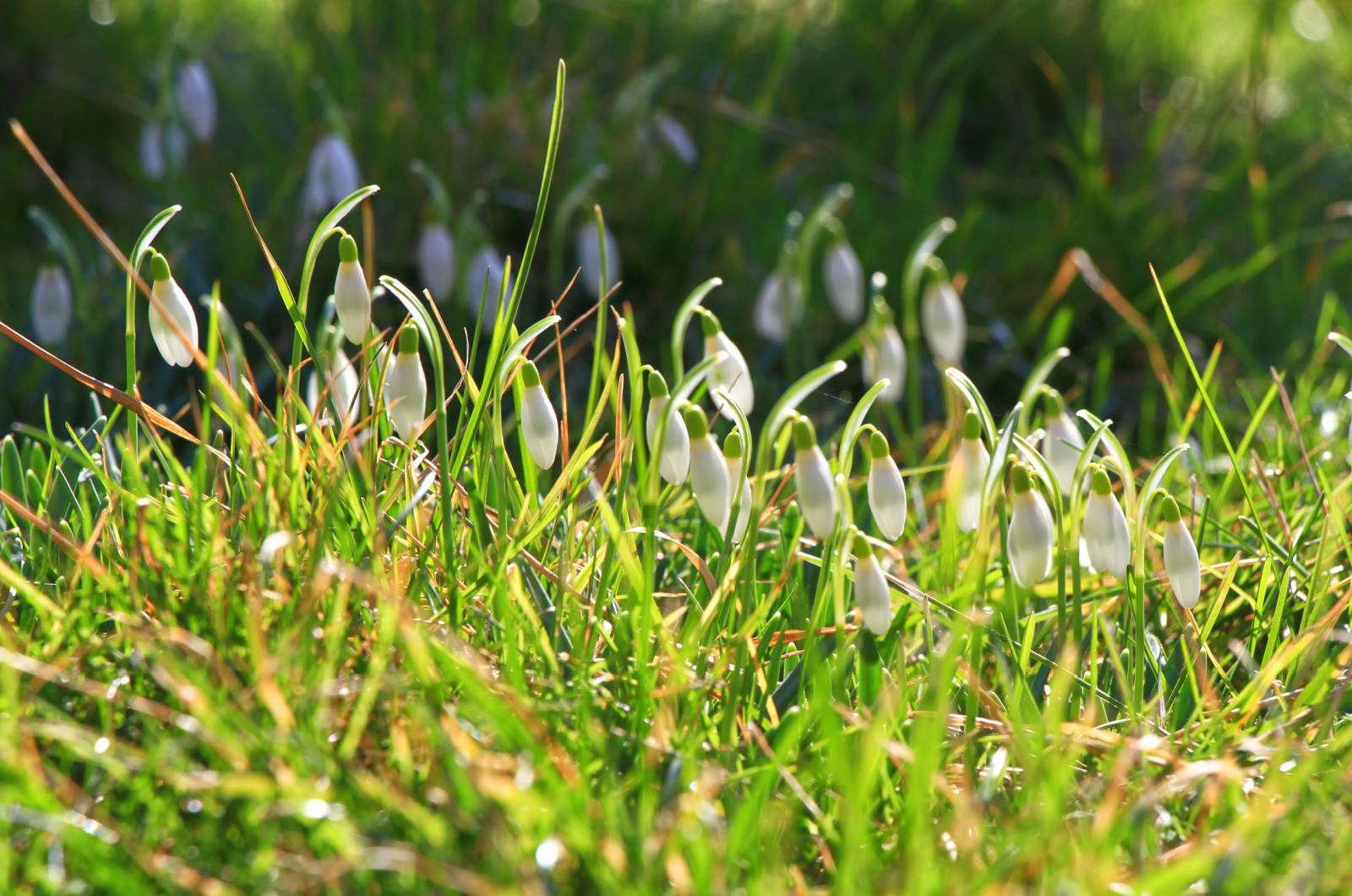 Close-up of a cluster of blooming snowdrops on green lawn
