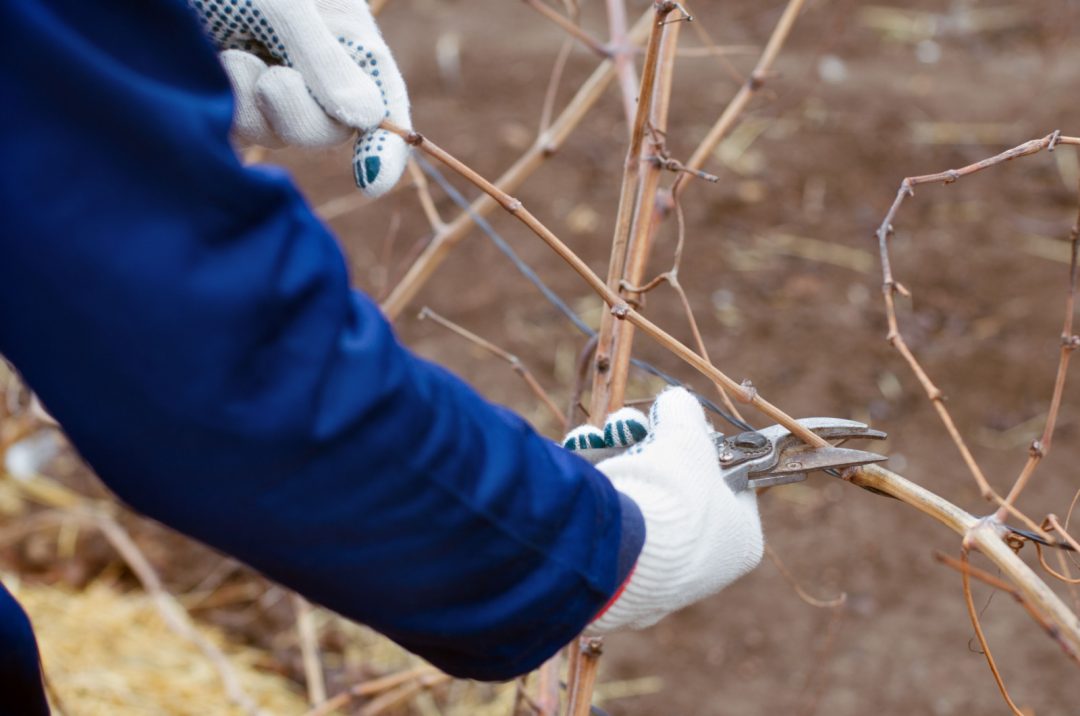 When To Prune Grape Vines For Bumper Crops