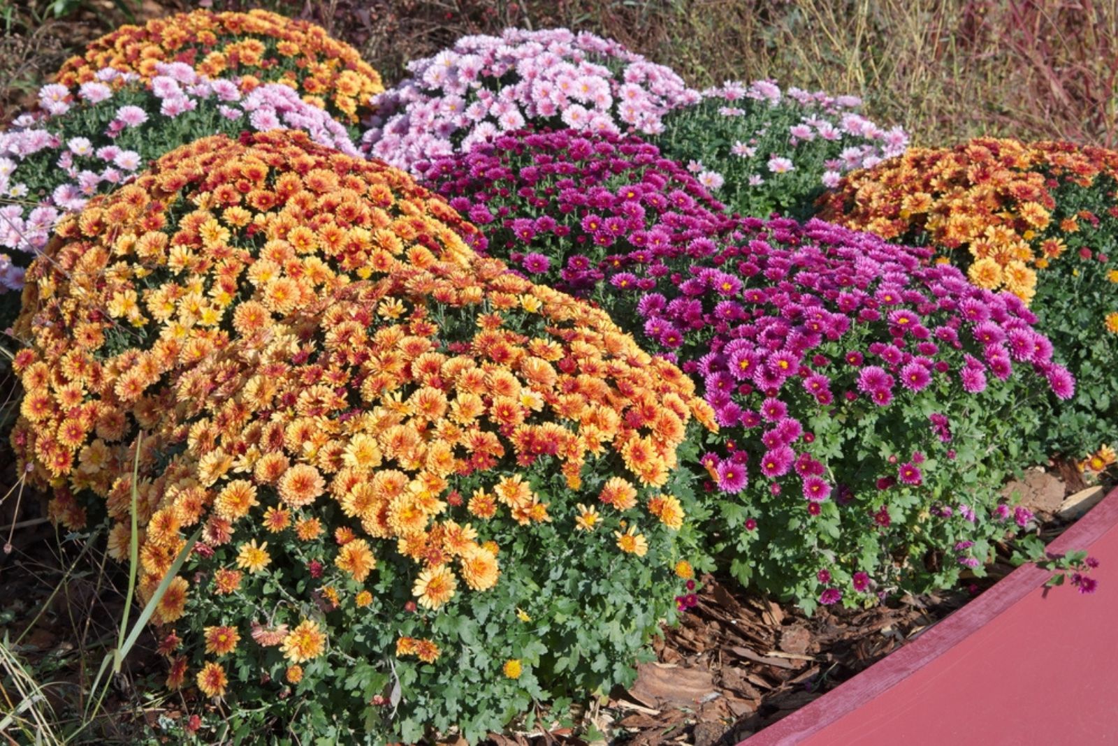 Colorful chrysanthemums bloom on a flower bed in the garden
