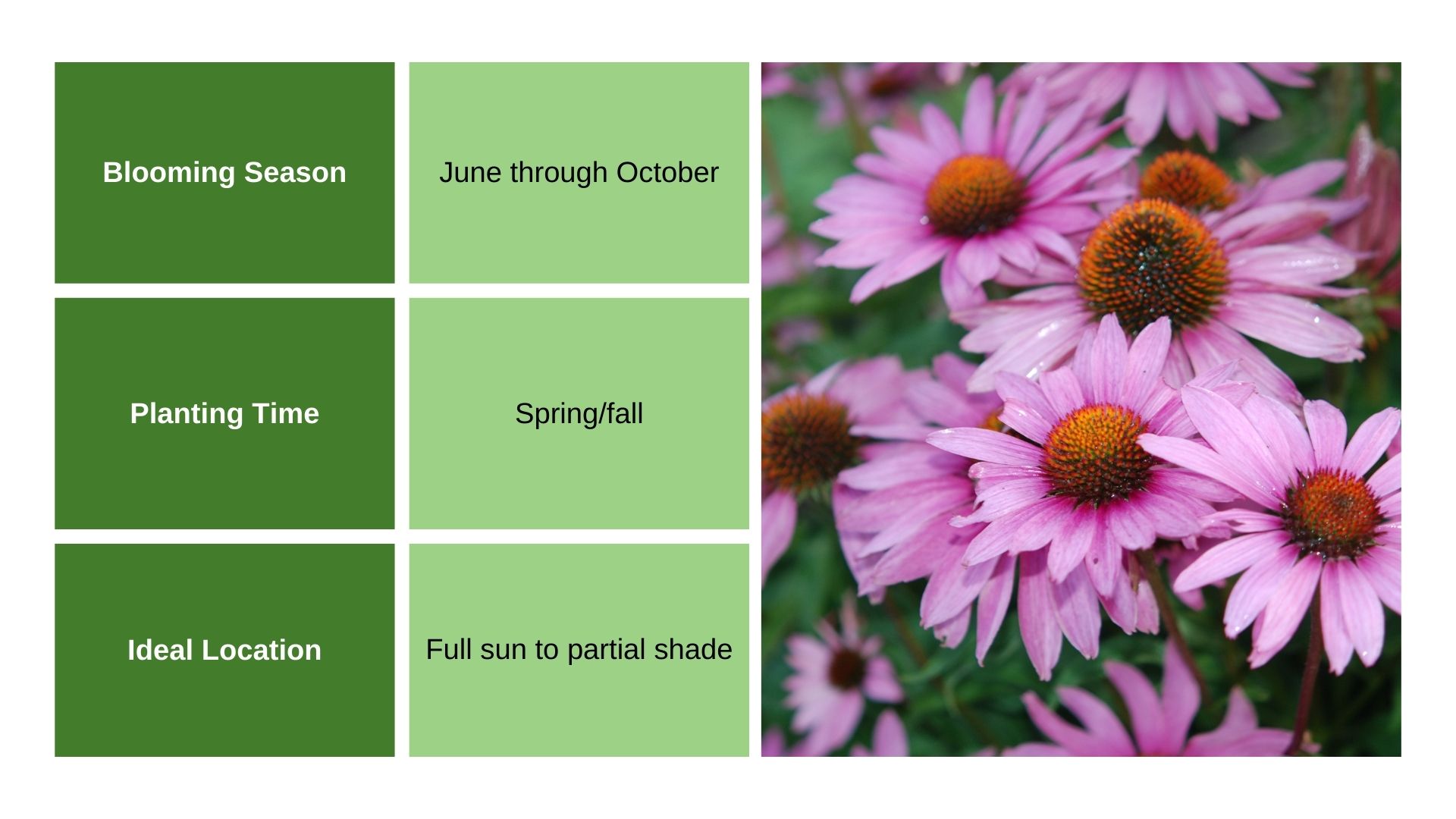 Coneflower info chart and plant photo