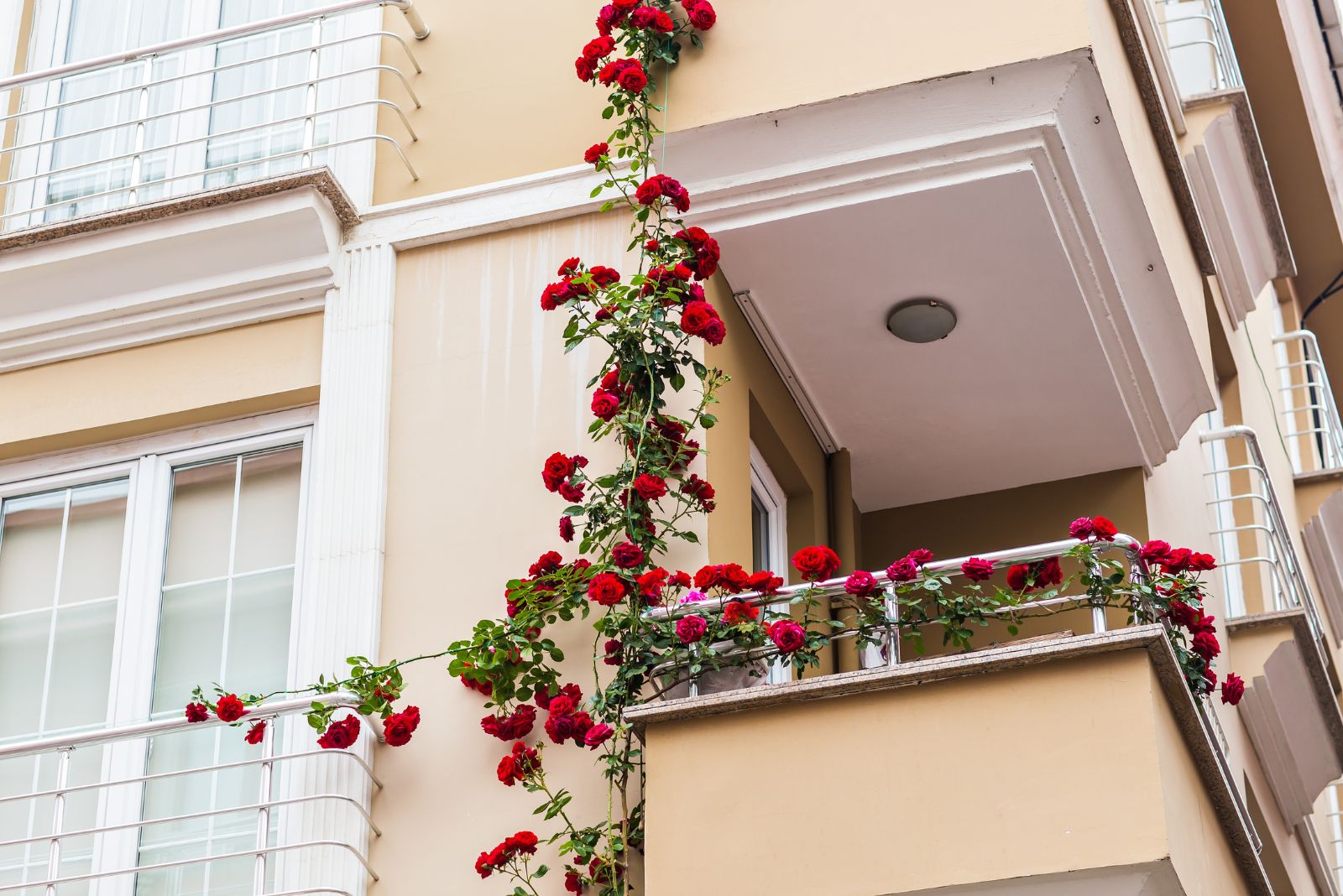 Container Roses on the balcony