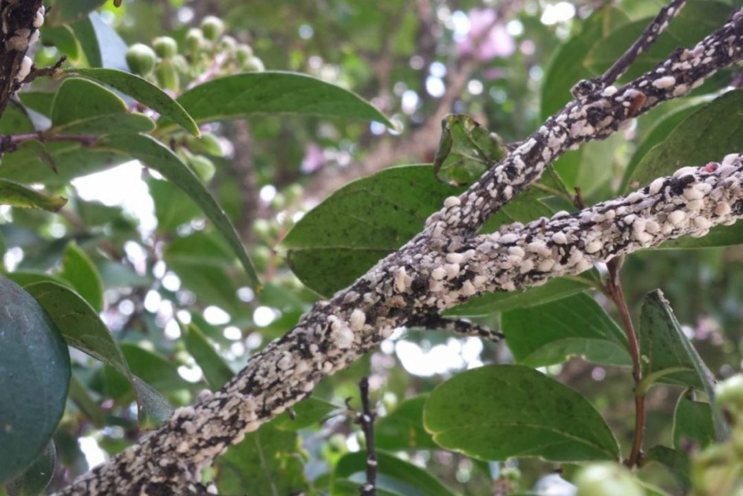3 Pests That Attack Crepe Myrtles & How To Get Rid Of Them