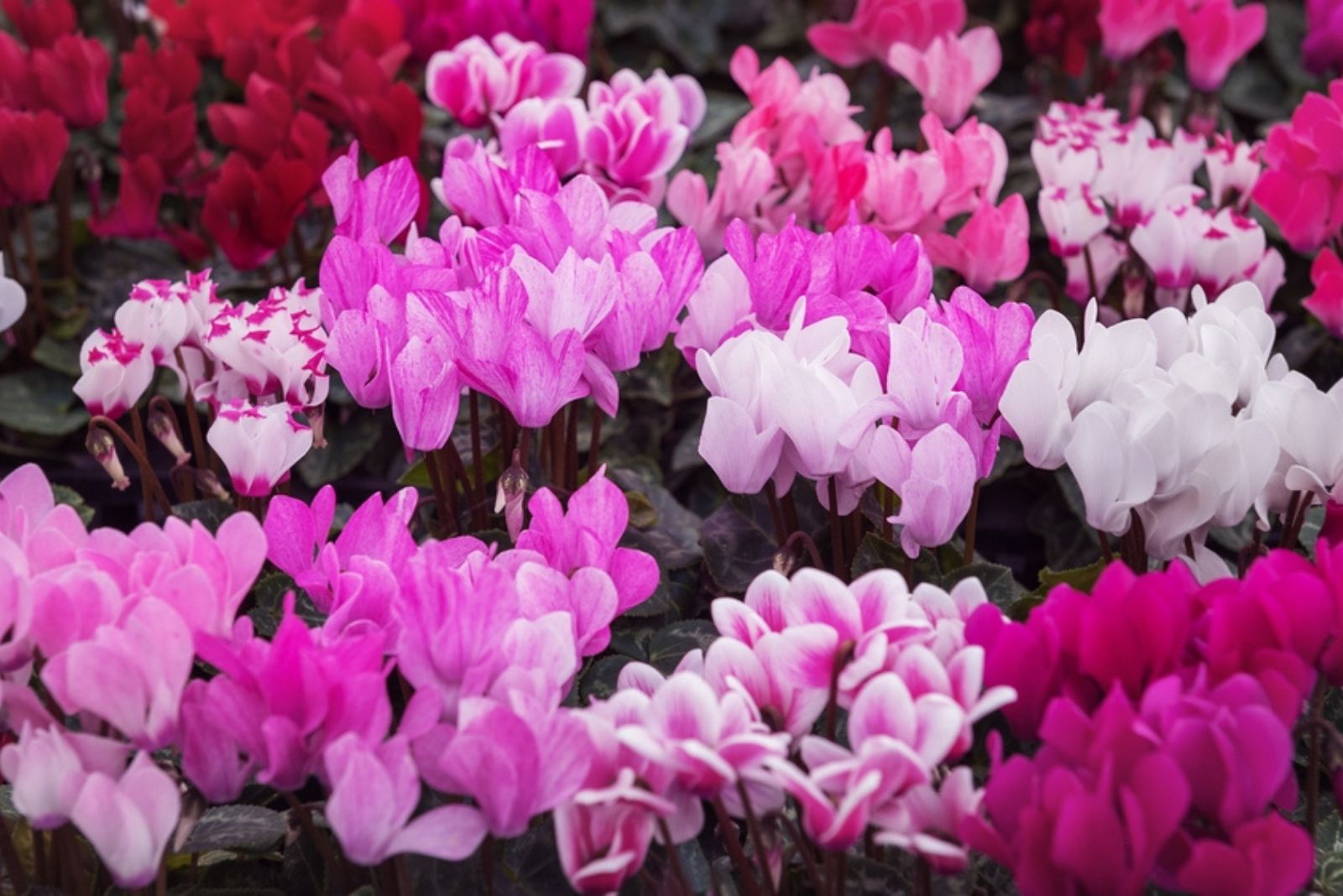 Cyclamen flowers