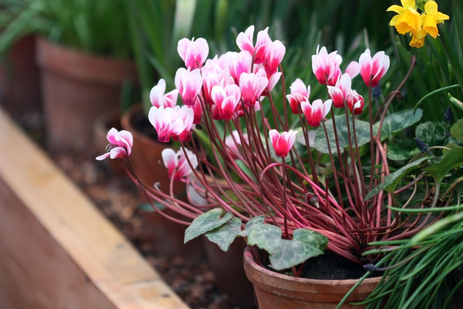 Cyclamen in pot