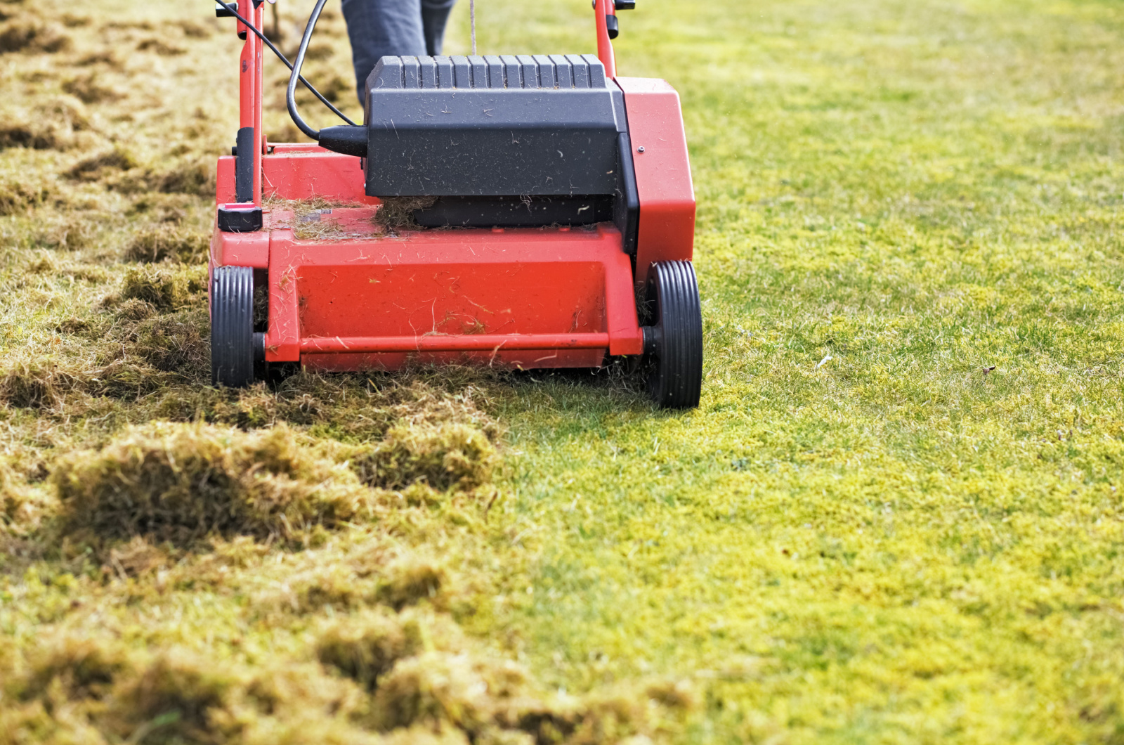Dethatching the lawn
