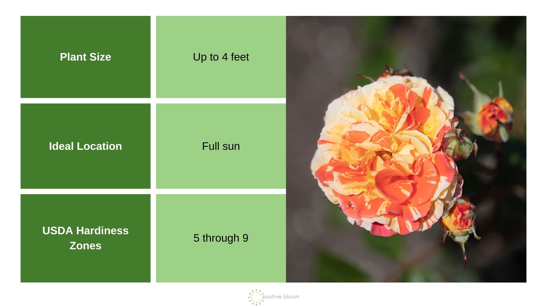 Double Easy Orange rose info chart and photo