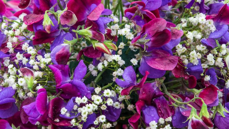 growing sweet peas