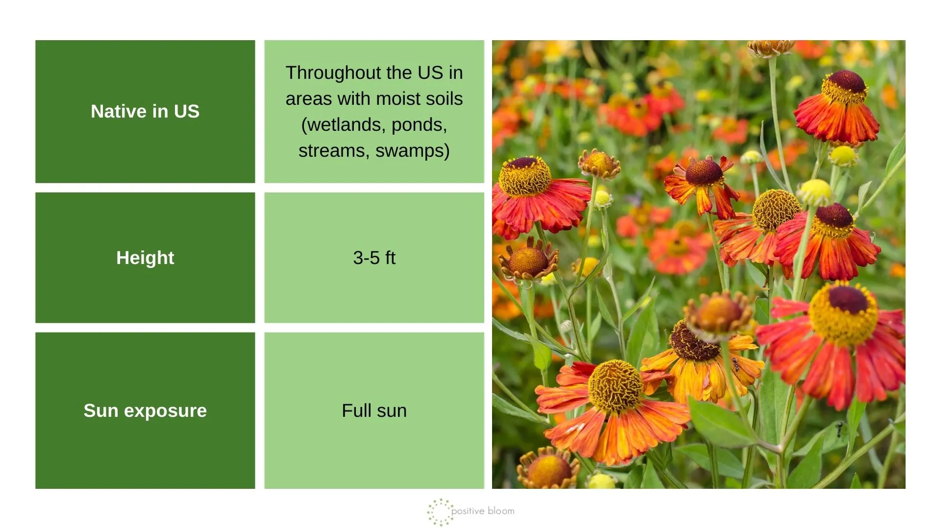 _Fall Sneezeweed info chart and photo