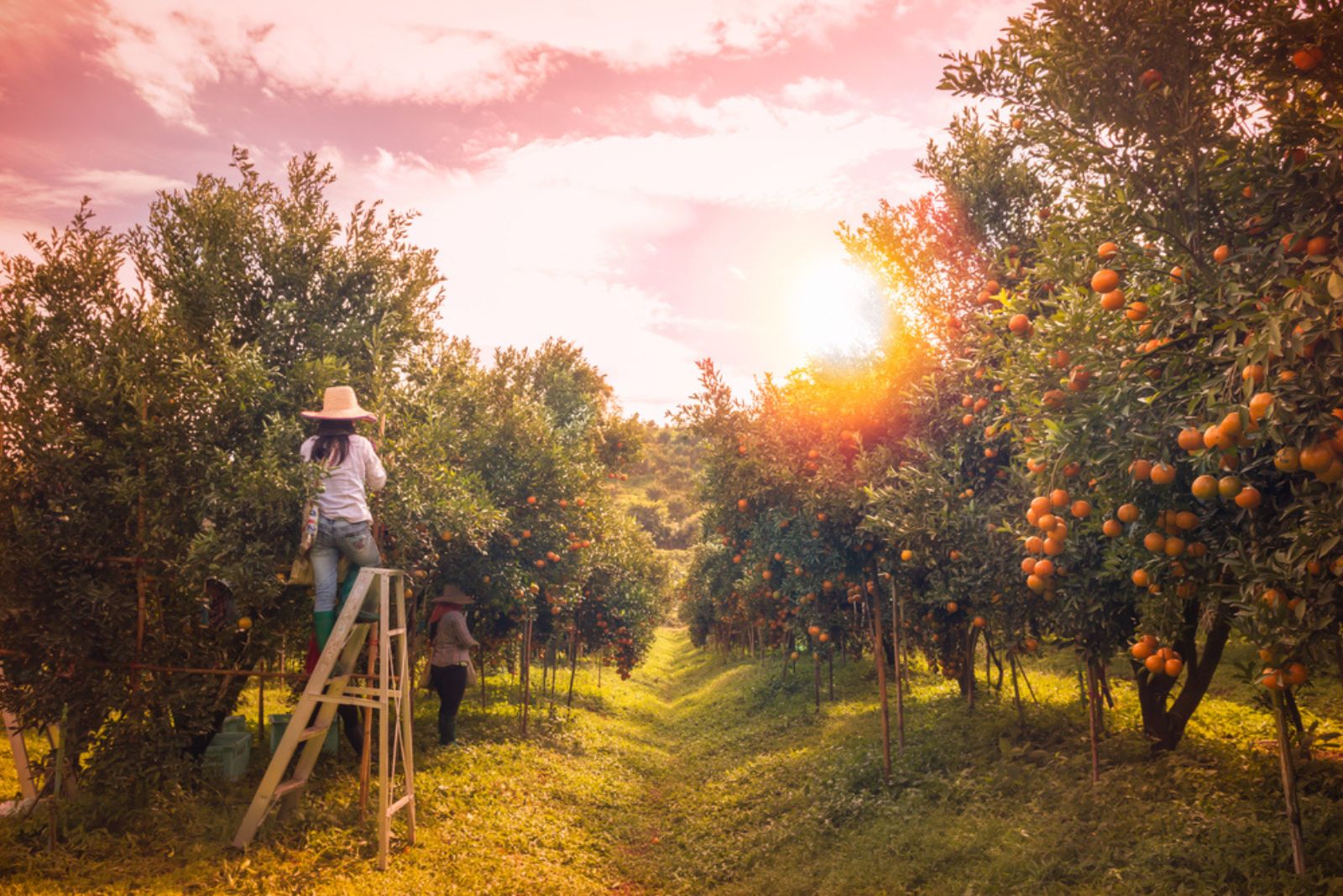 Farmer harvesting oranges in an orange tree field in morning