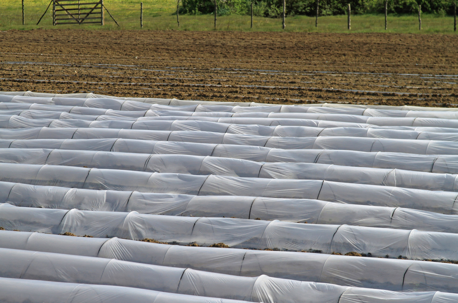 Floating Rows Cover on a Field
